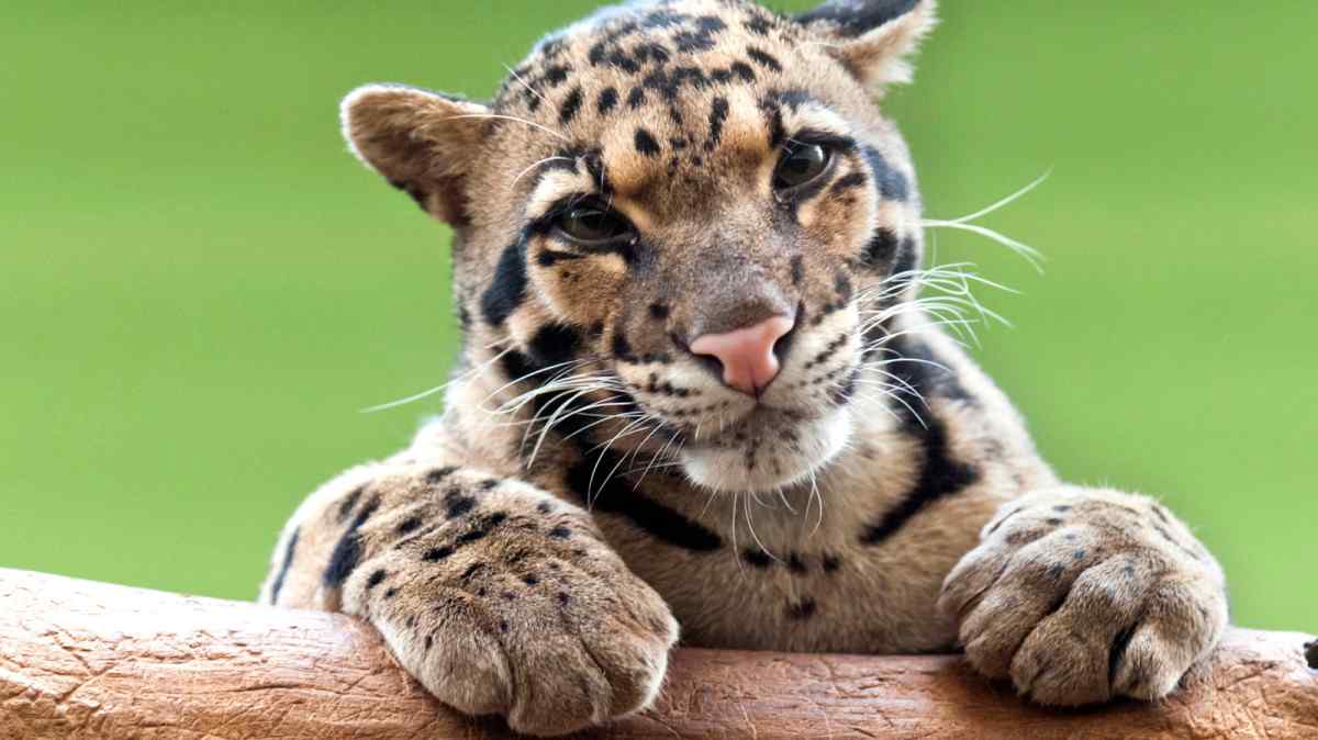 International Clouded Leopard Day