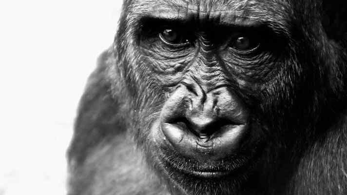 World Gorilla Day
