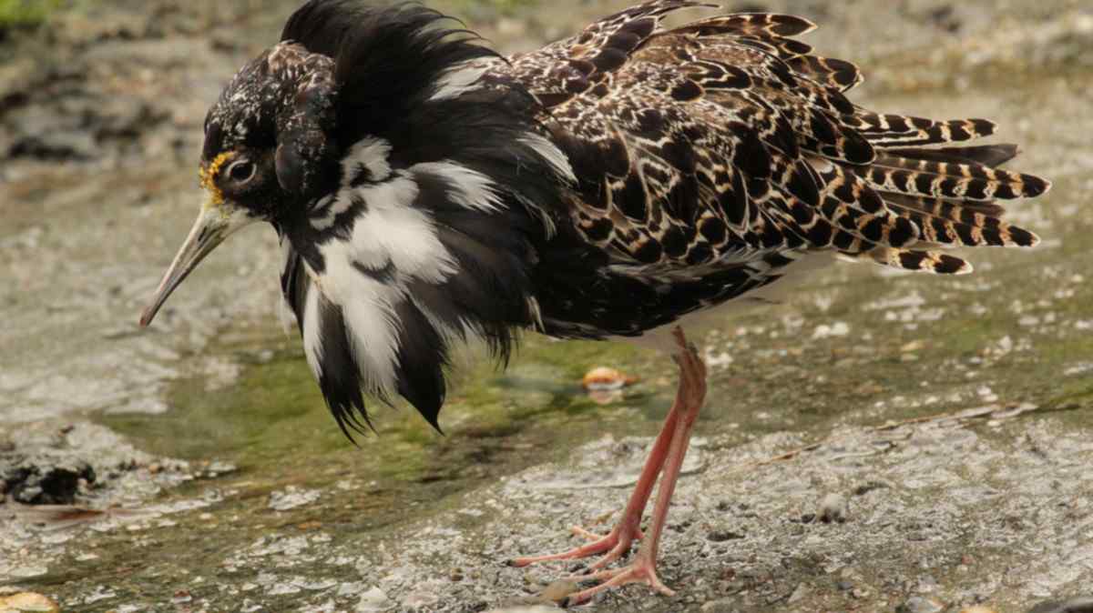World Shorebirds Day