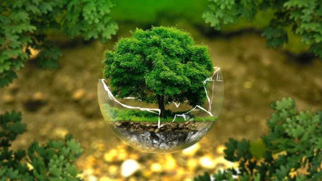 International Forest Day