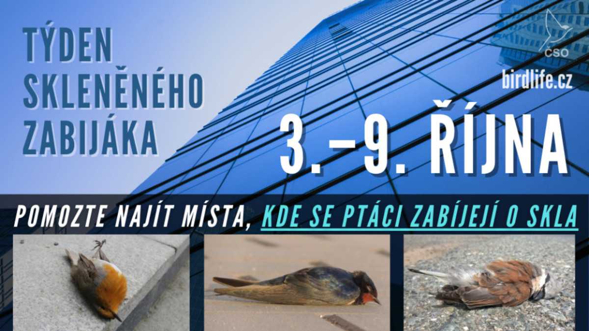Week of the glass killer