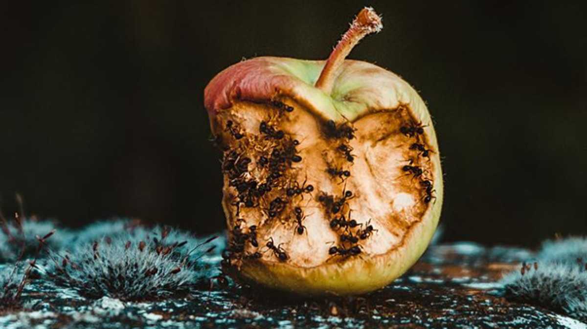 International Day of Awareness on Food Loss and Waste Reduction