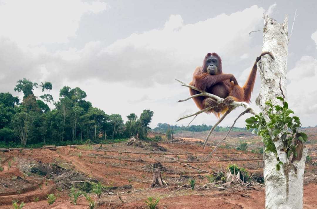 A day without palm oil