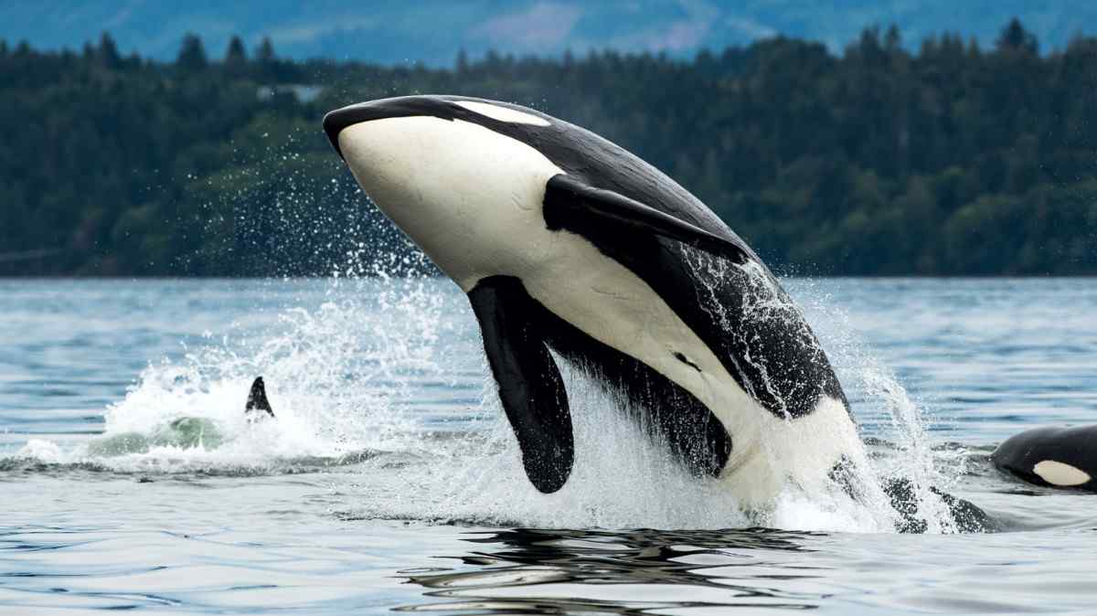 World Orca Day