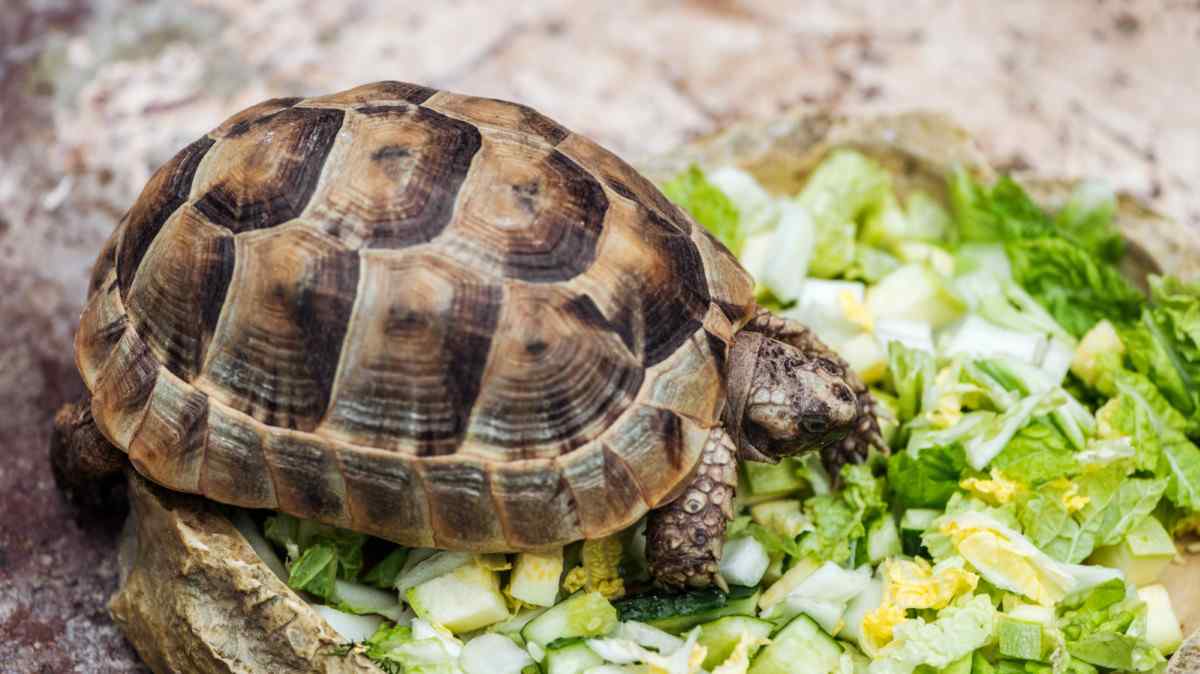 Turtle Adoption Day
