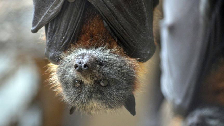 International Bat Appreciation Day