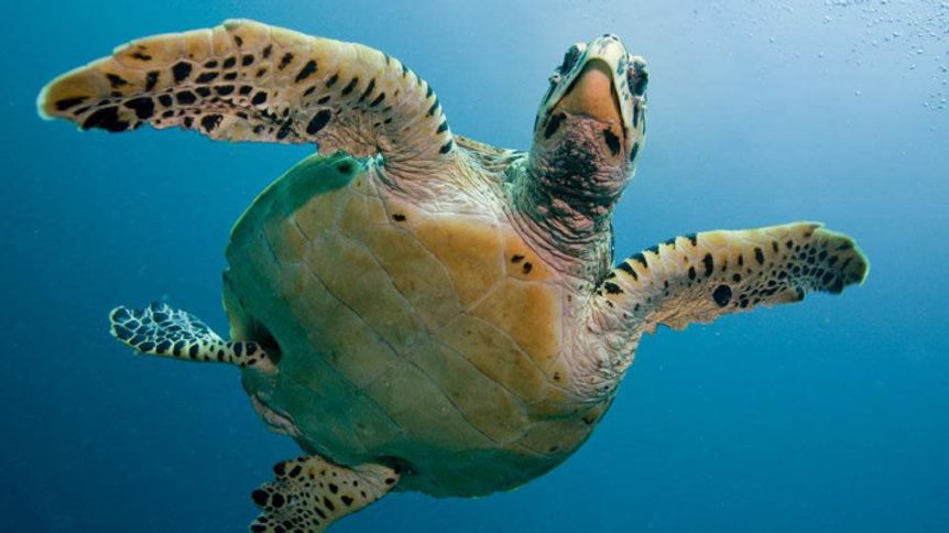 World Sea Turtle Day