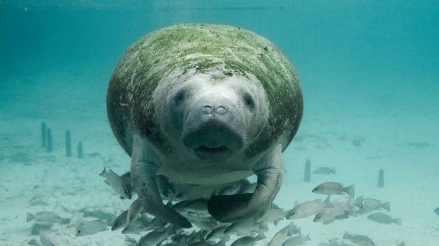 Manatee Appreciation Day