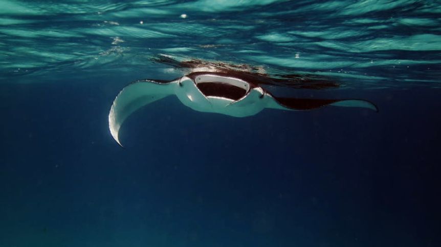 World Manta Day