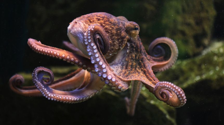 World Octopus Day