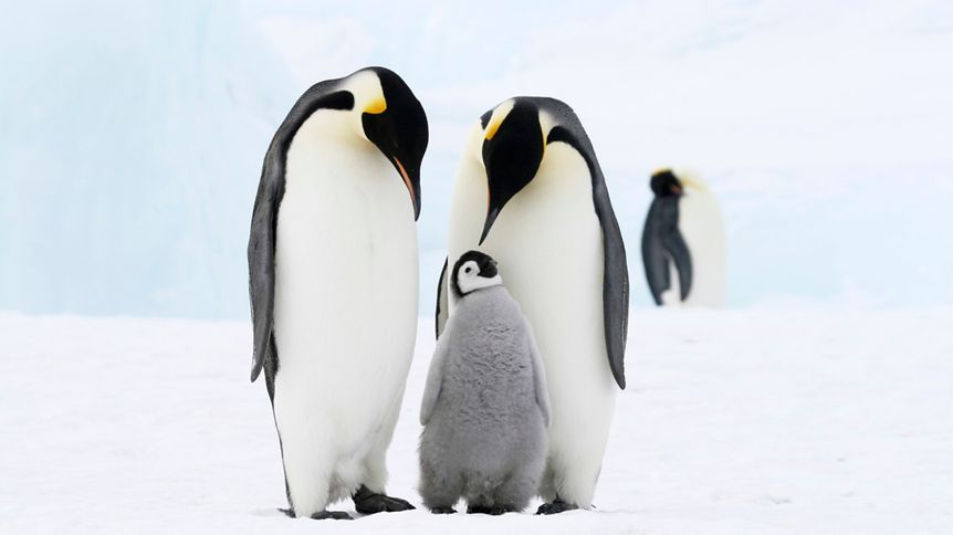 Penguin Awareness Day