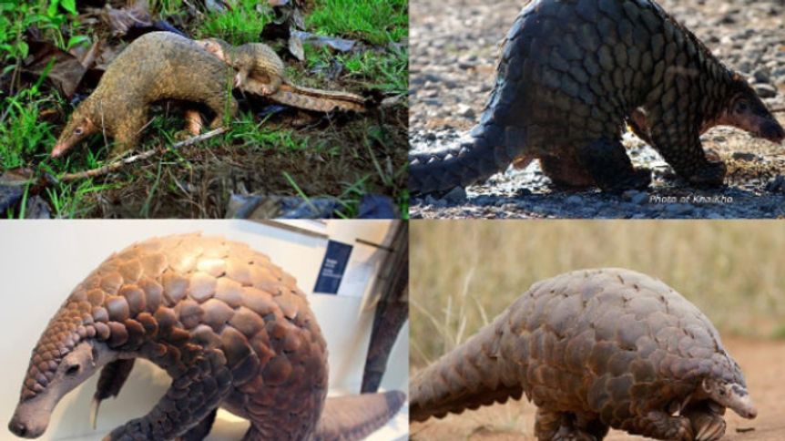 World Pangolin Day