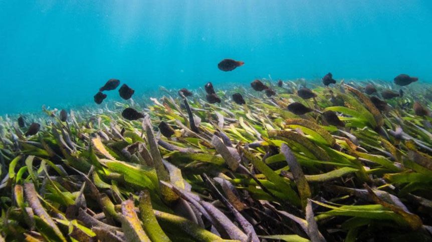 World Seagrass Day