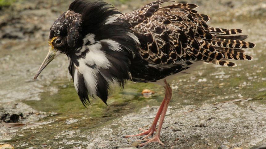 World Shorebirds Day
