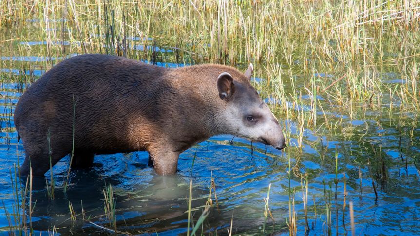 World Tapir Day