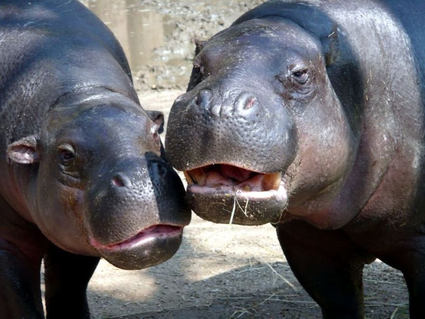 World Hippo Day