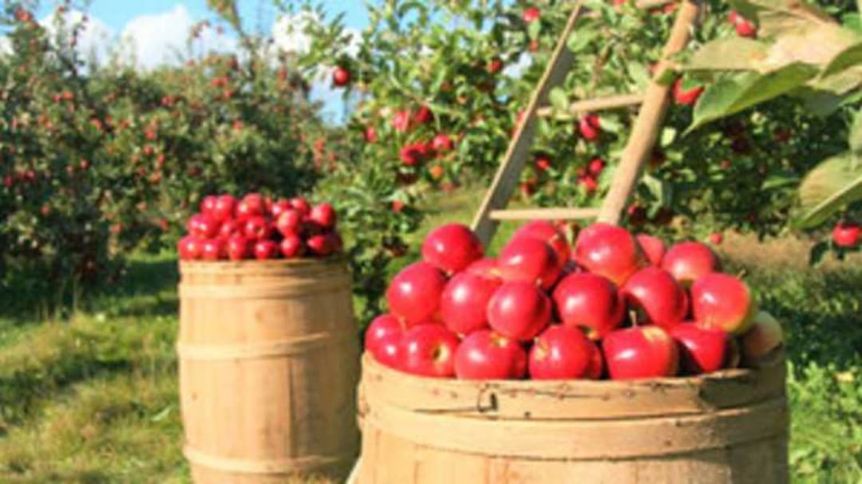 Day of Original Apple Varieties