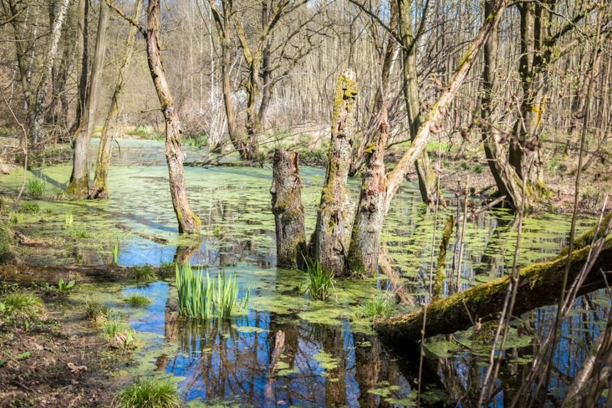 World Wetlands Day