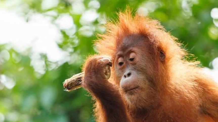 International Orangutan Day