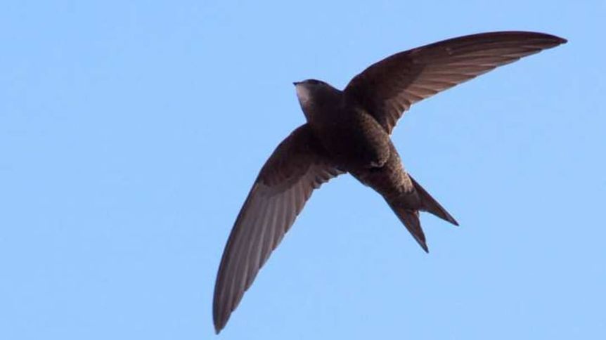 World Swift Day