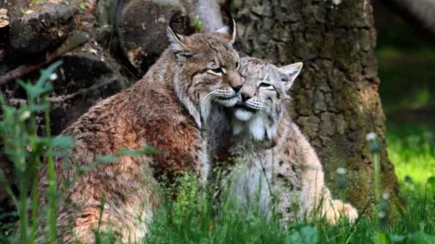 International Lynx Day