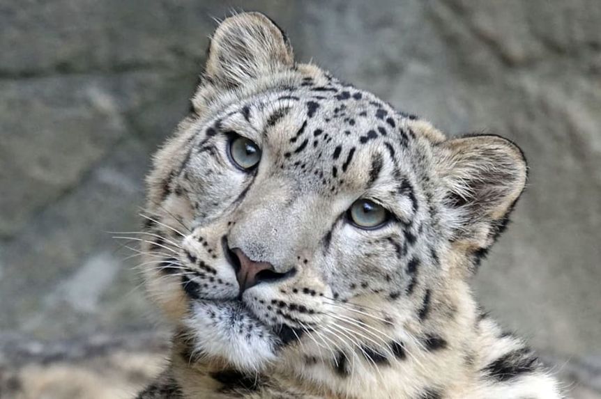 International Snow Leopard Day