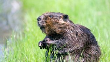 International Beaver Day