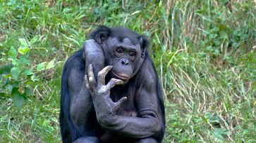 World Bonobo Day