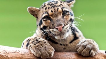 International Clouded Leopard Day
