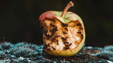 International Day of Awareness on Food Loss and Waste Reduction