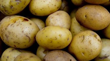 International Potato Day