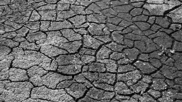 International Day Against Desertification and Drought