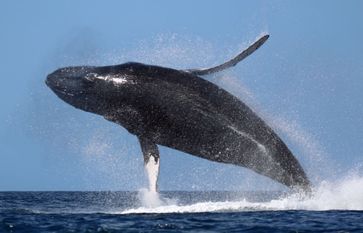 World Whales Day