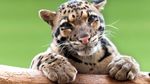 International Clouded Leopard Day