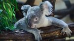 Save the Koala Day