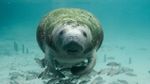Manatee Appreciation Day