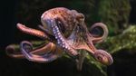 World Octopus Day