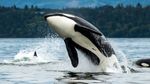 World Orca Day
