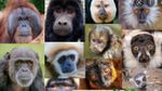 International Primate Day