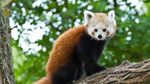 International Red Panda Day