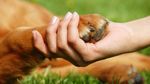 Human-Animal Relationship Awareness Week