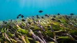 World Seagrass Day