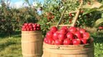 Day of Original Apple Varieties