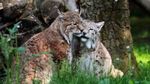 International Lynx Day