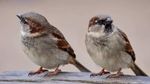 World Sparrow Day