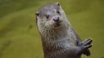 International Otter Day