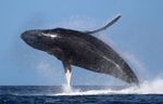 World Whales Day