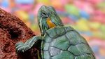 World Turtle Day